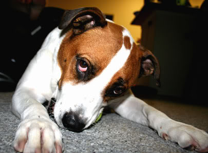 Name:  mickey.jpg
Views: 10
Size:  22.6 KB