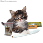 Click image for larger version

Name:	cat_rolling.gif
Views:	21
Size:	97.0 KB
ID:	61309