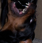 johnnyharris's Avatar