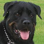 AuburnRider's Avatar