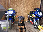 gixxer kid's Avatar
